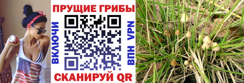 Псилоцибиновые грибы GOLDEN TEACHER  где купить   Ачхой-Мартан 